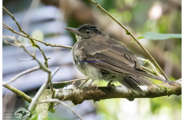 Streak-breasted Bulbul