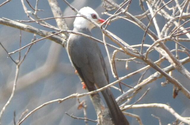White-headed Bulbul