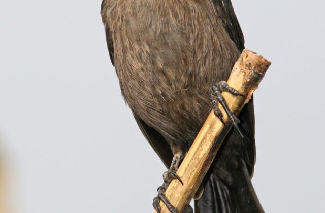 Carib Grackle