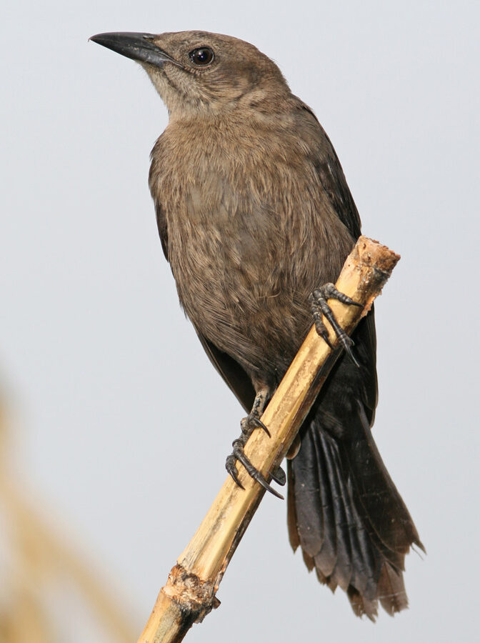 Carib Grackle