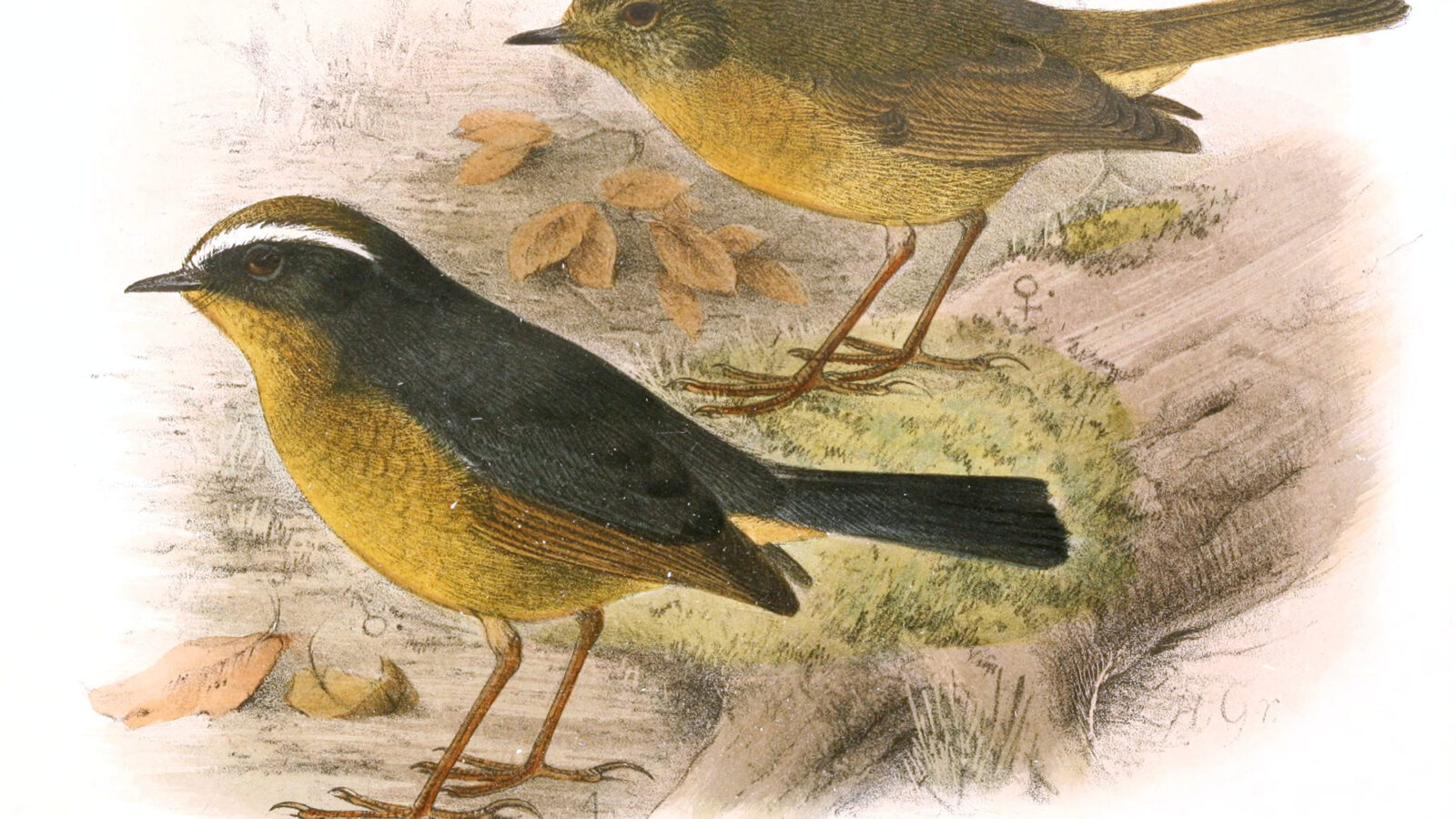 Slaty-backed Jungle Flycatcher