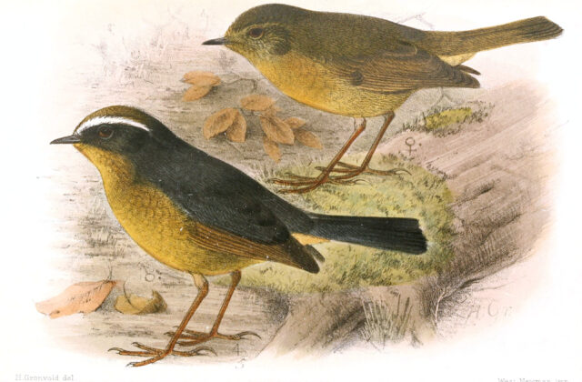 Slaty-backed Jungle Flycatcher