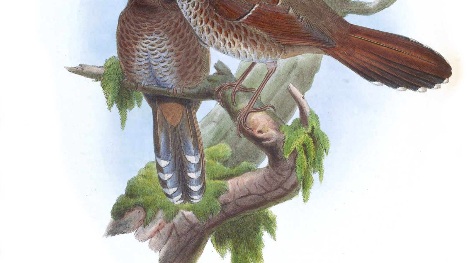 Brown-capped Laughingthrush