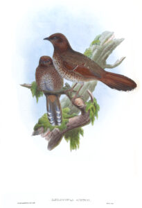 Brown-capped Laughingthrush