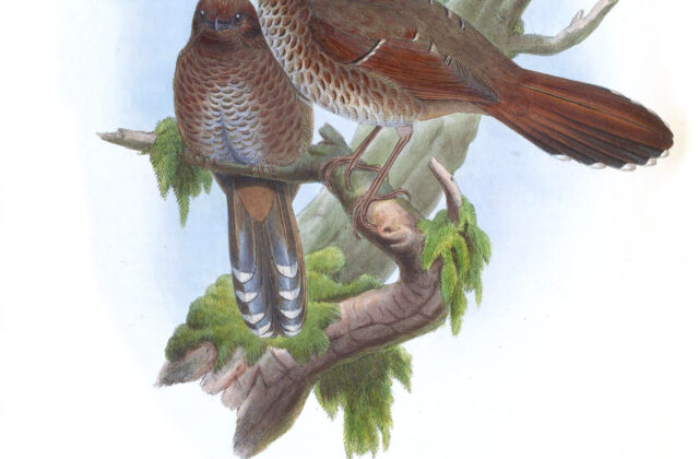 Brown-capped Laughingthrush