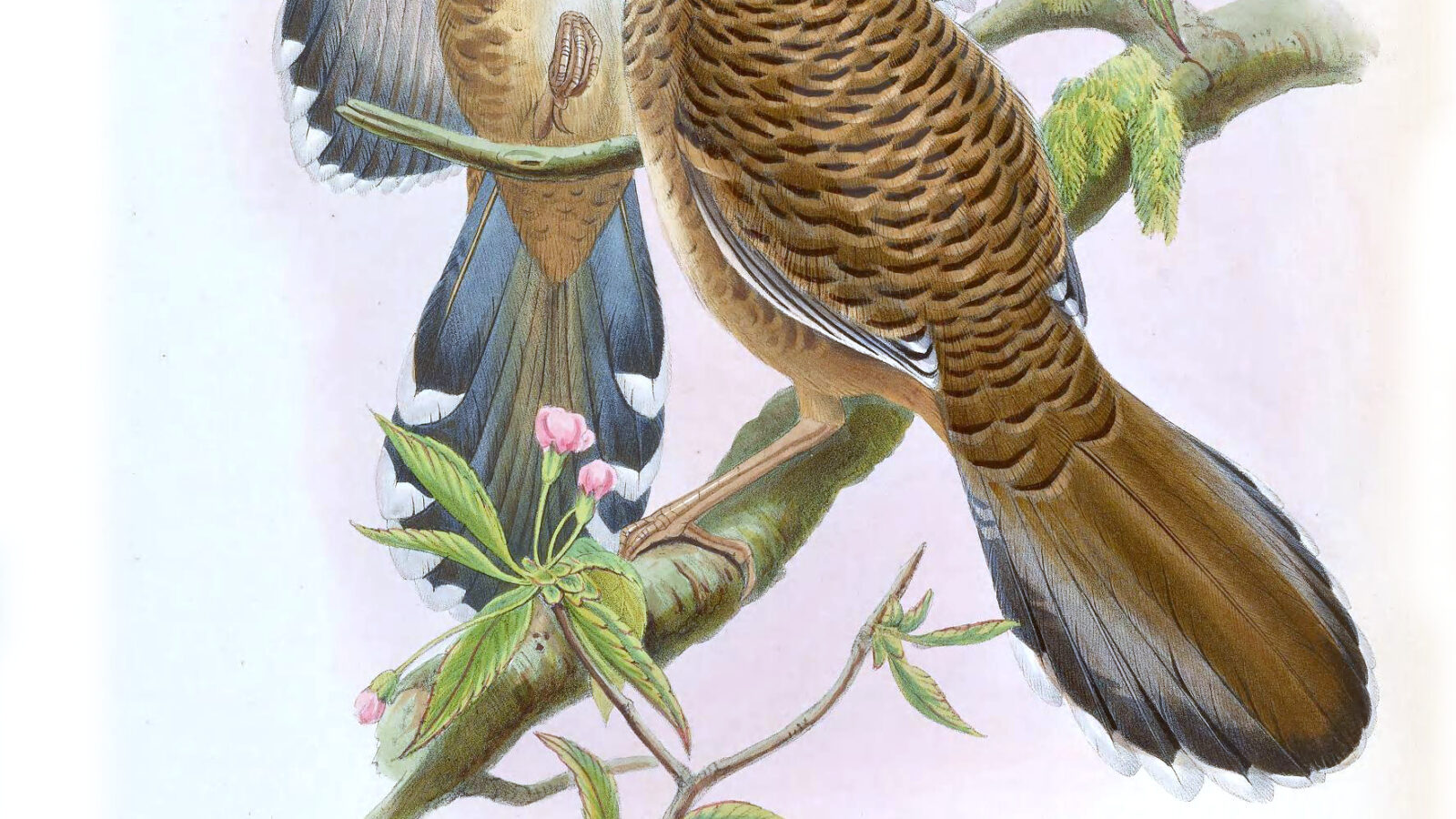 Barred Laughingthrush
