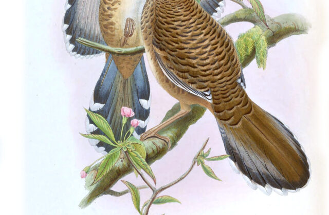 Barred Laughingthrush