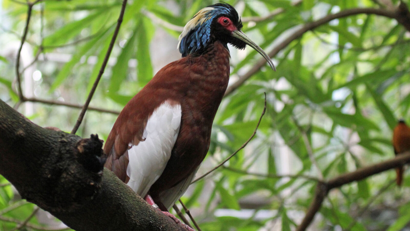 Madagascar Ibis