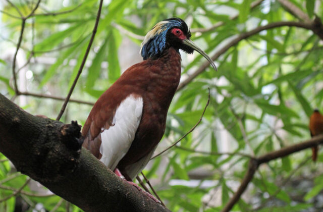 Madagascar Ibis