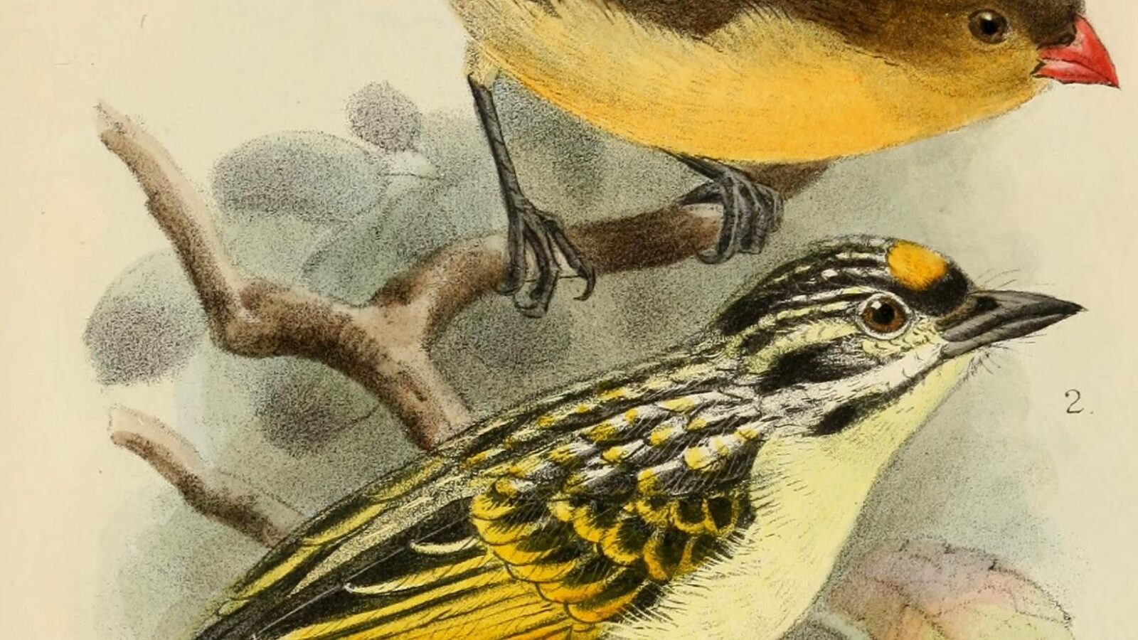 Fawn-breasted Waxbill