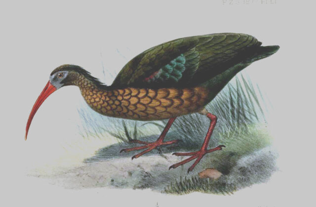 Olive Ibis