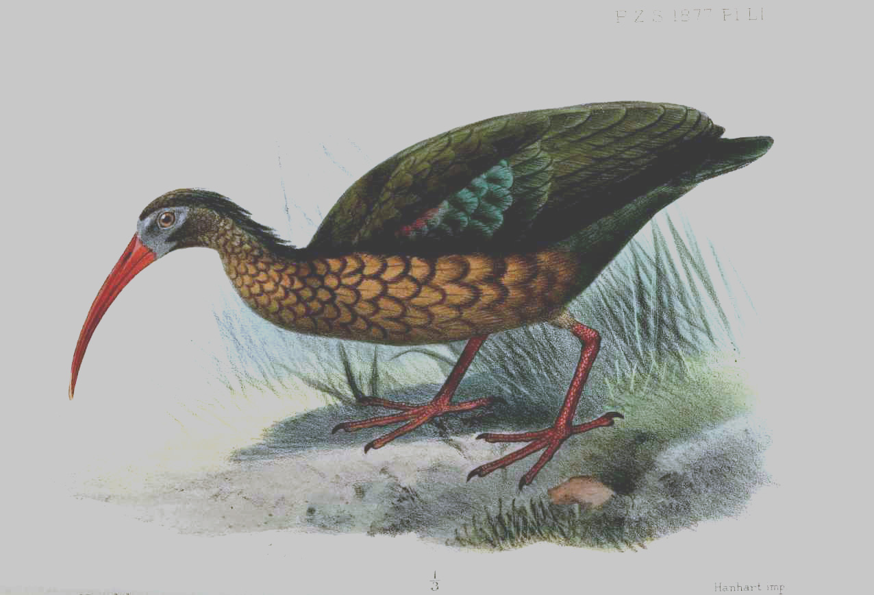 Olive Ibis