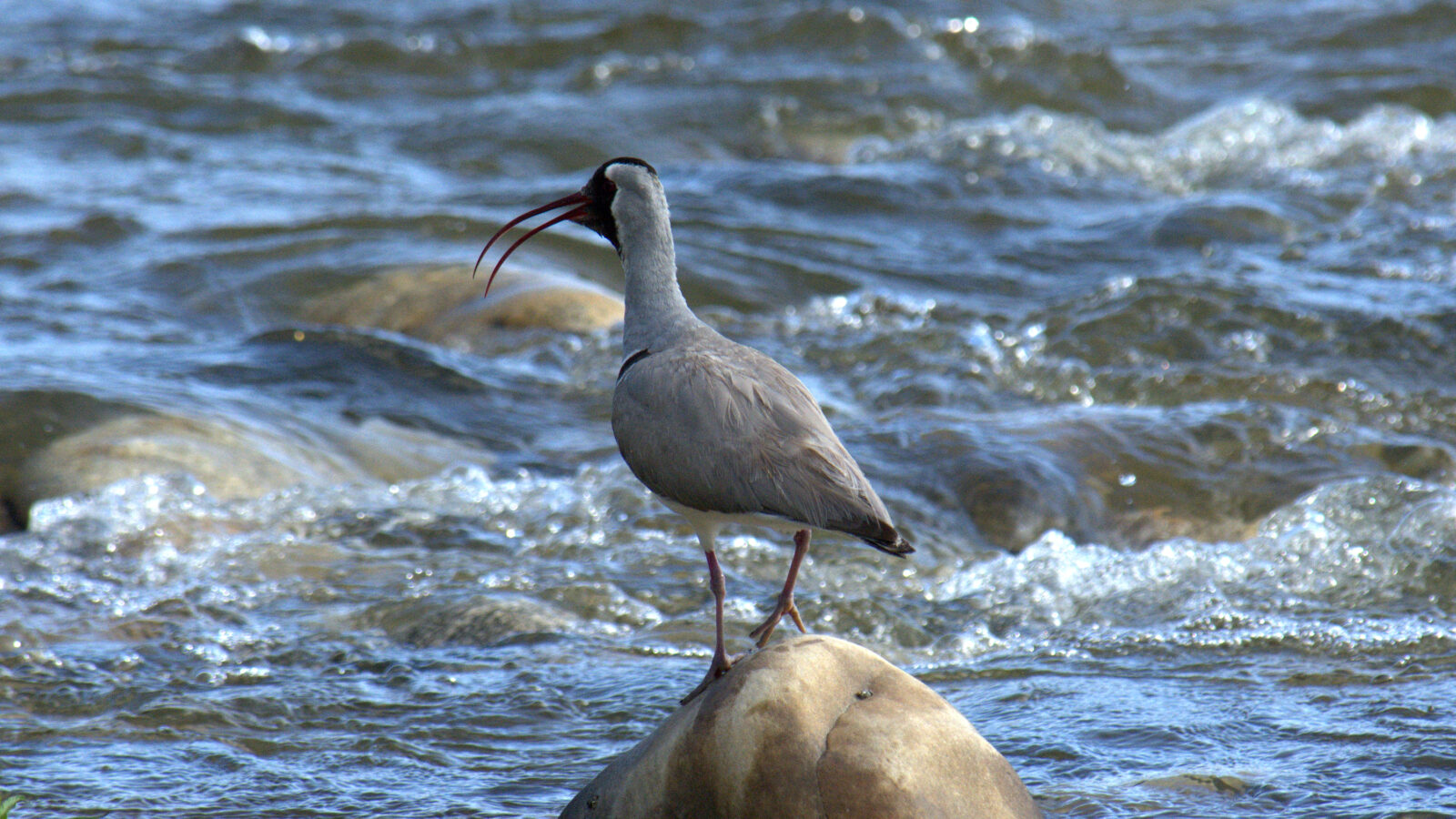 Ibisbill