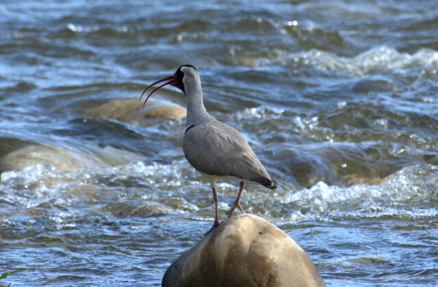 Ibisbill