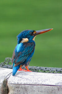 Indigo-banded Kingfisher