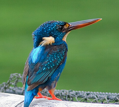 Indigo-banded Kingfisher