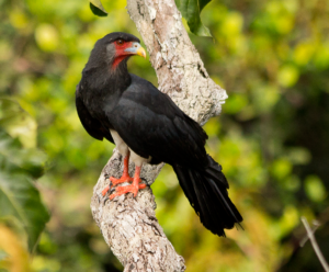 Red-throated Caracara