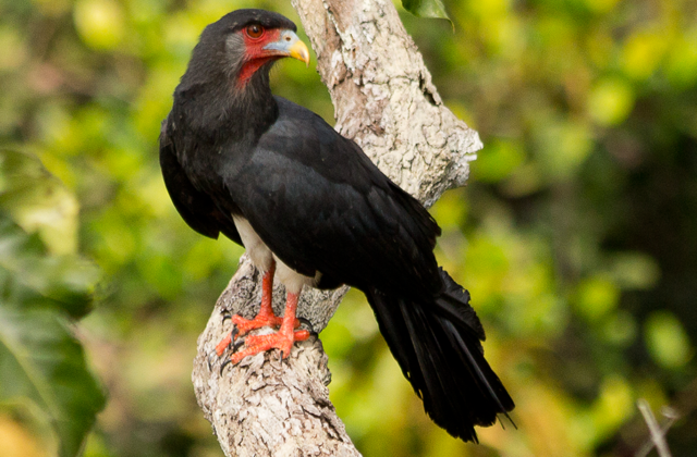 Red-throated Caracara