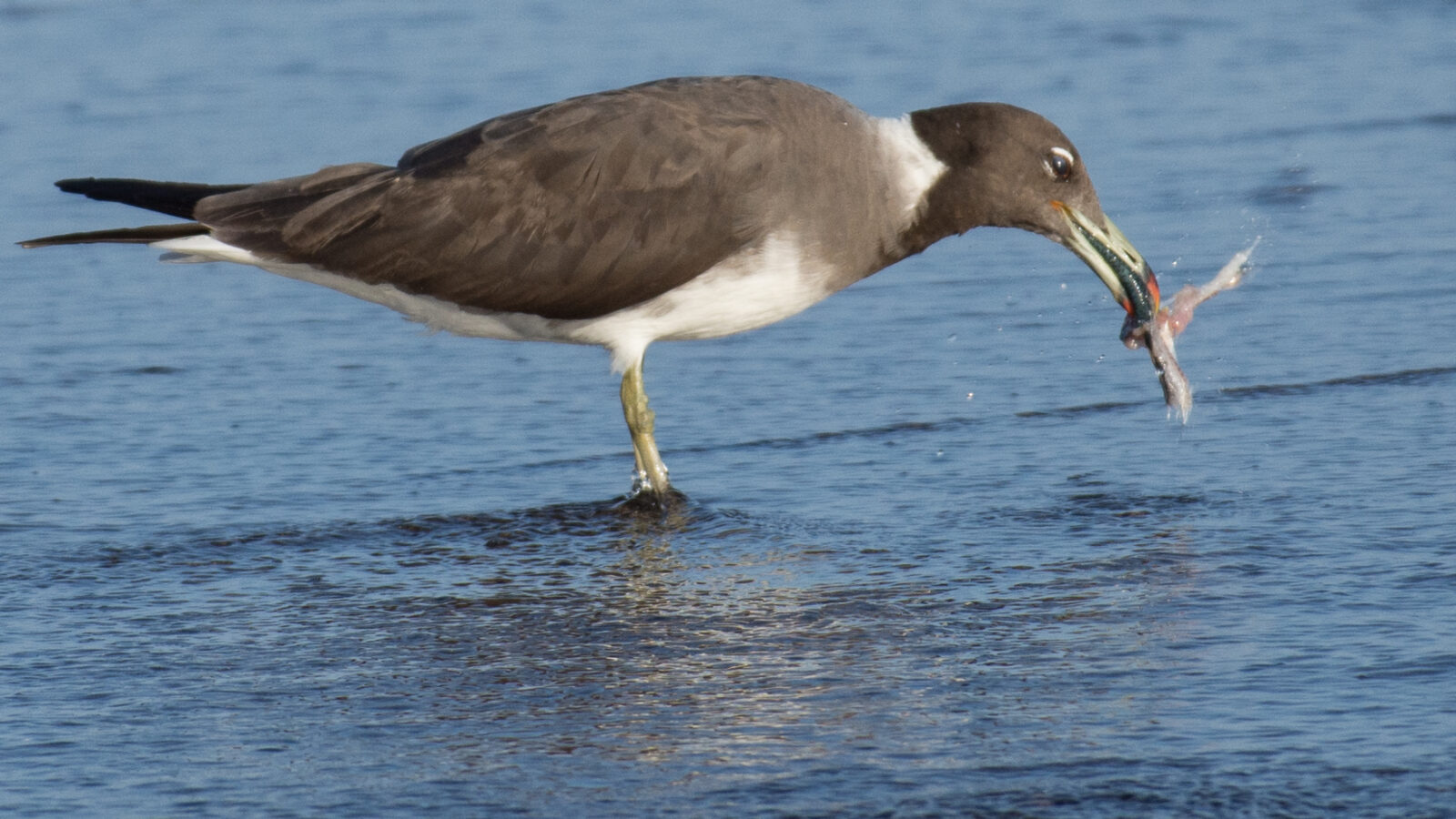 Sooty Gull