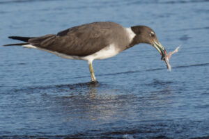 Sooty Gull