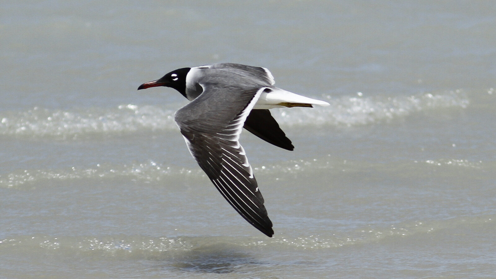 White-eyed Gull