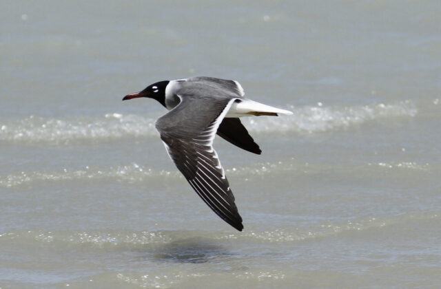 White-eyed Gull