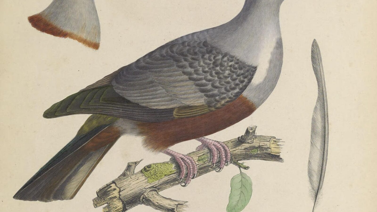 Spotted Imperial Pigeon