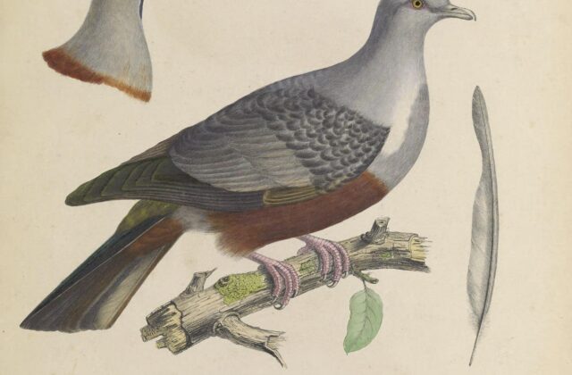 Spotted Imperial Pigeon
