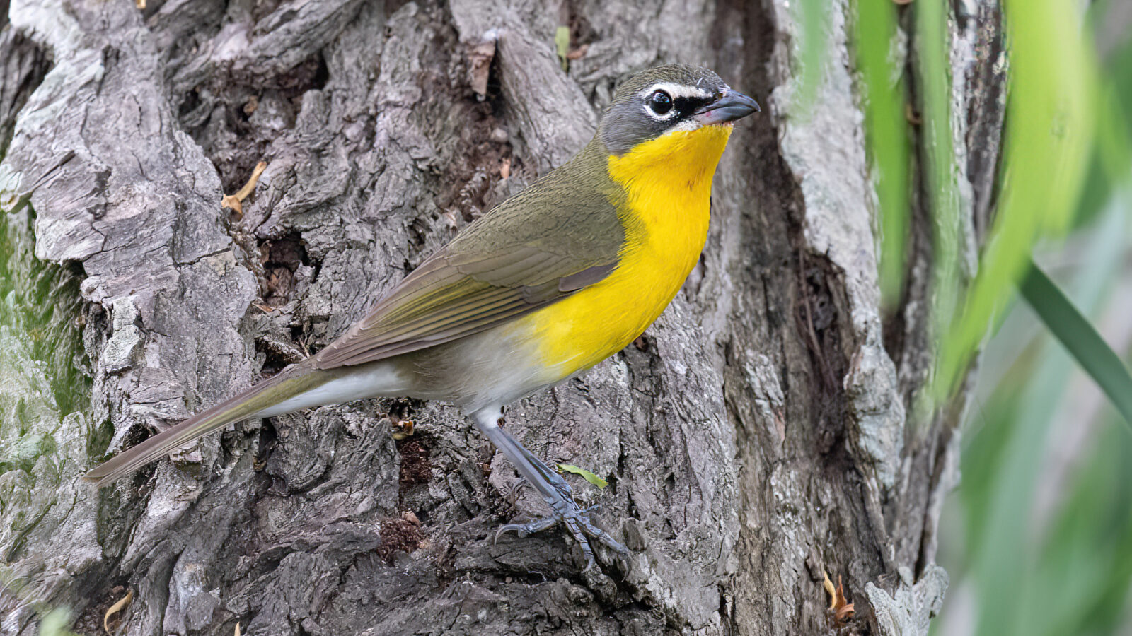 Yellow-breasted Chat