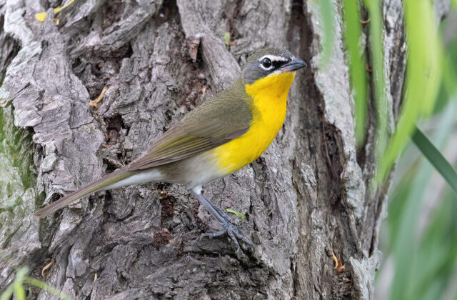 Yellow-breasted Chat
