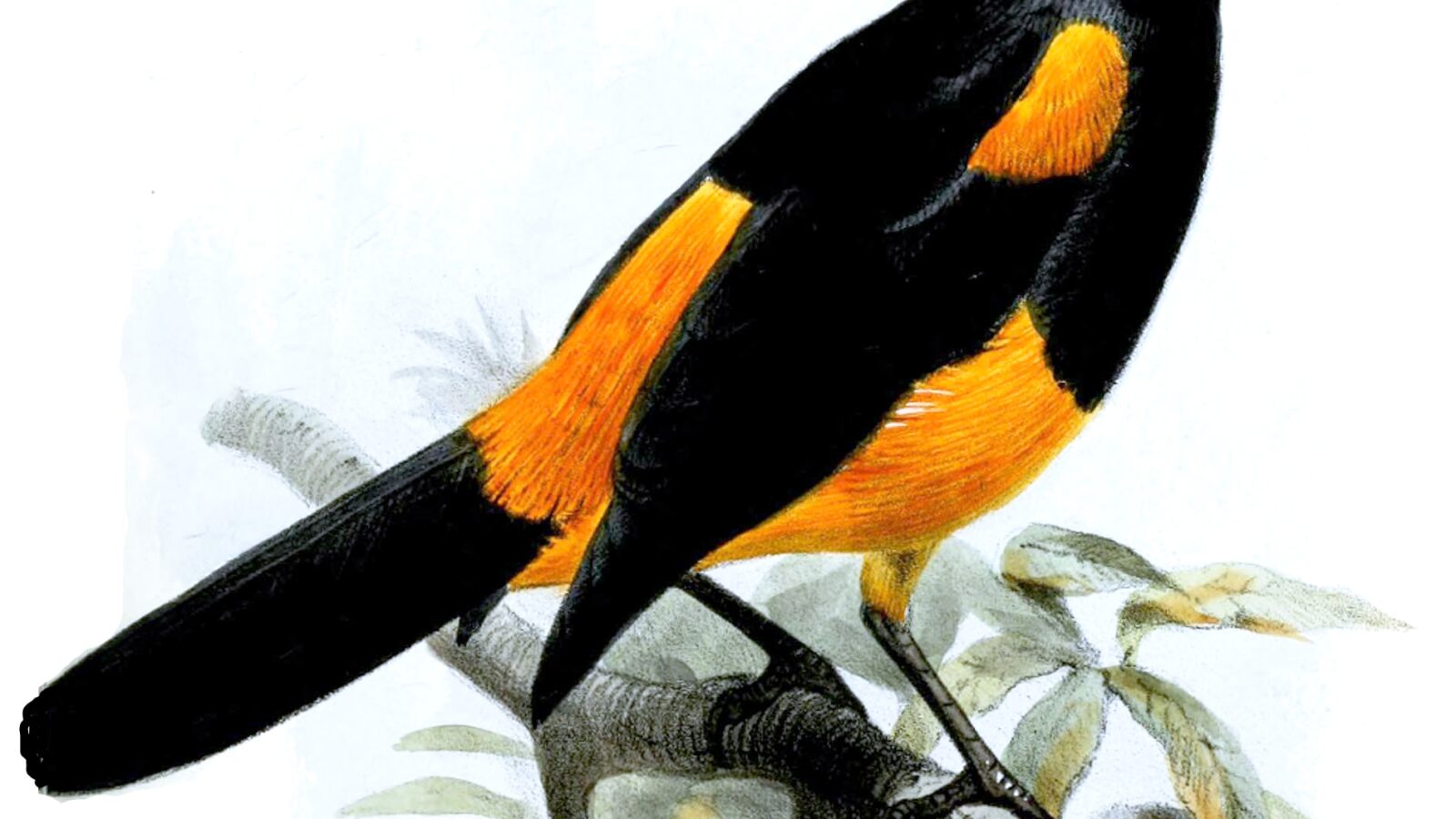 St. Lucia Oriole