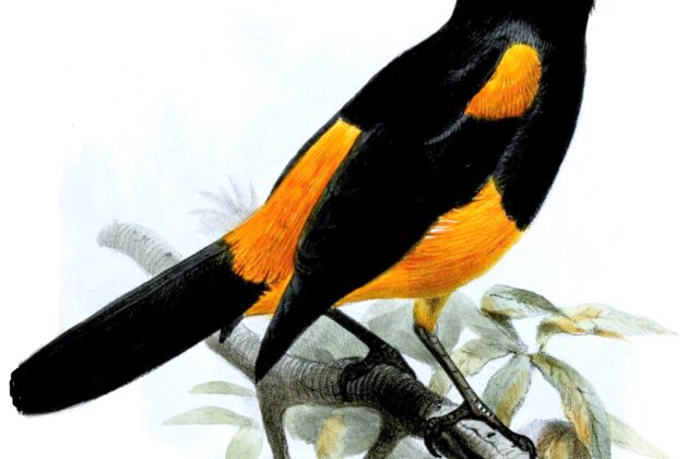 St. Lucia Oriole