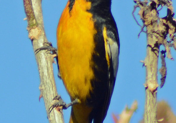 Black-backed Oriole