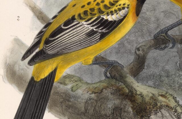 Orange Oriole