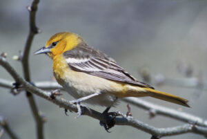 Baltimore Oriole