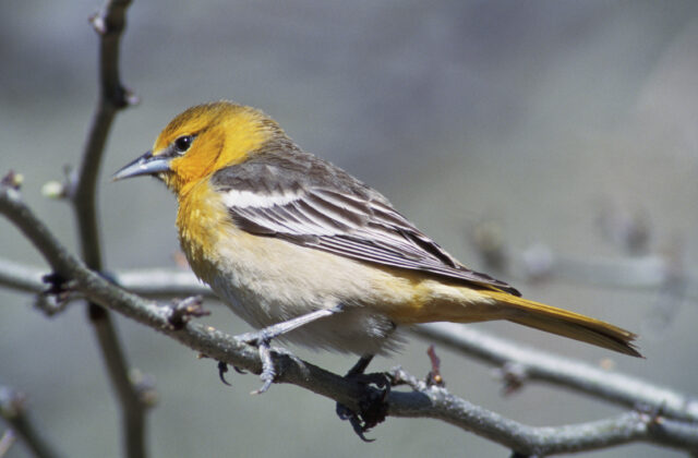 Baltimore Oriole