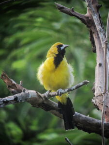 Jamaican Oriole