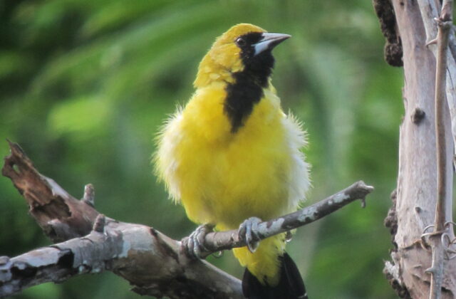 Jamaican Oriole