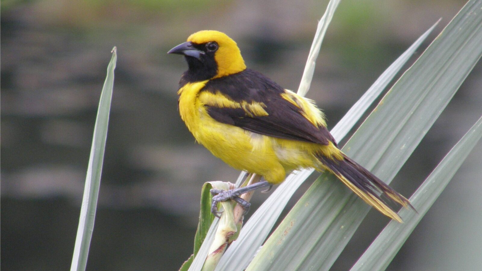 Yellow-tailed Oriole