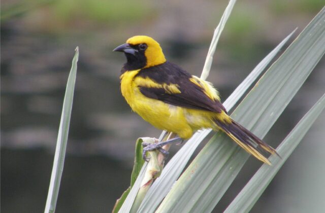 Yellow-tailed Oriole