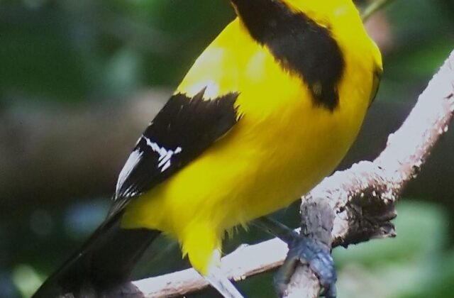 Yellow Oriole