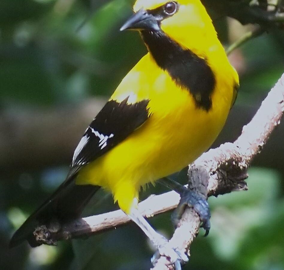 Yellow Oriole