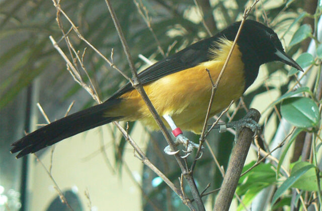 Montserrat Oriole
