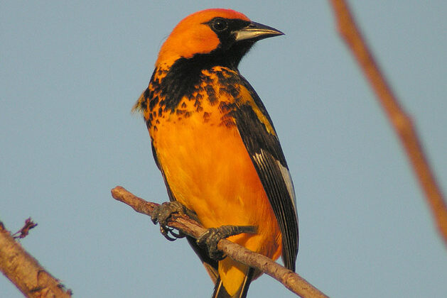 Spot-breasted Oriole