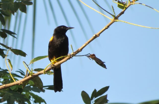 Puerto Rican Oriole