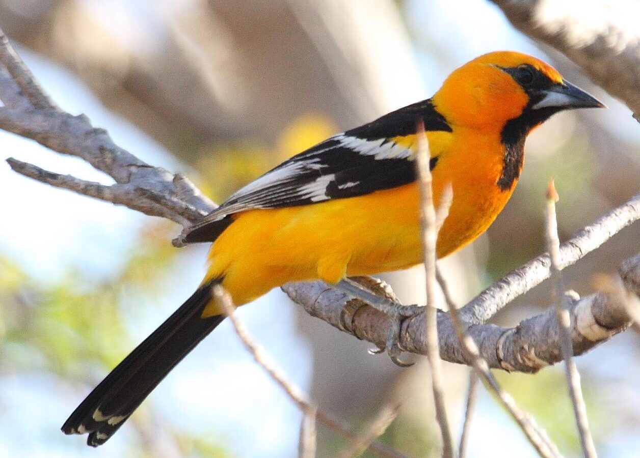 Streak-backed Oriole