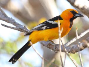 Streak-backed Oriole