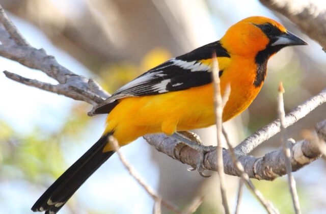 Streak-backed Oriole