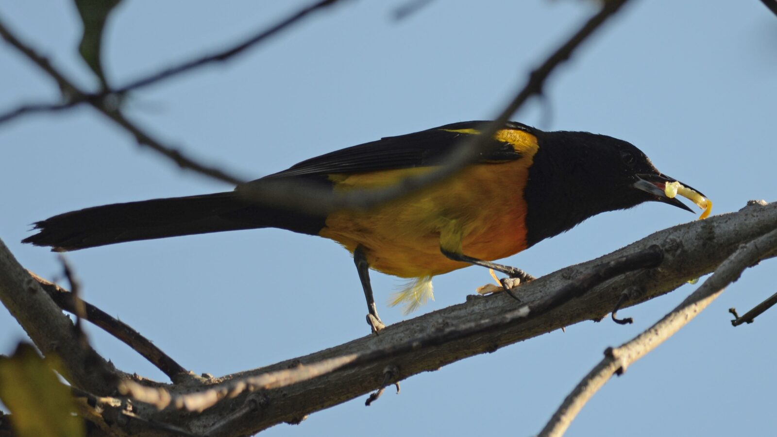 Black-vented Oriole