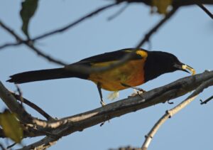 Black-vented Oriole